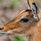 Tarangire NP